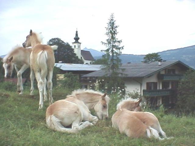 Campingplatz Torrenerhof Golling an der Salzach Eksteriør billede